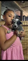 Puppy 1, a male Australian Cattle Dog for sale in Middleboro, MA – 1 of 1