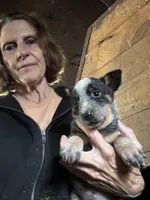 Female Heeler 3, a female Australian Cattle Dog for sale in Middleboro, MA – 2 of 2