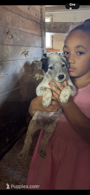 Puppy 3 – Australian Cattle Dog puppy for sale in Middleboro, MA