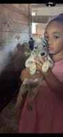 Puppy 3, a male Australian Cattle Dog for sale in Middleboro, MA – 1 of 1