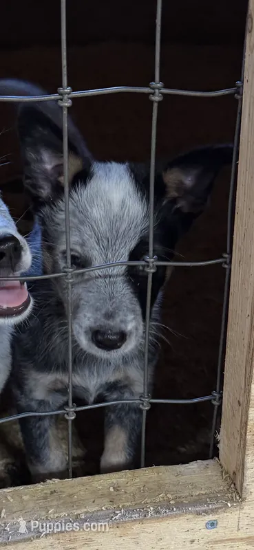 Puppy F1 – Australian Cattle Dog puppy for sale in Middleboro, MA