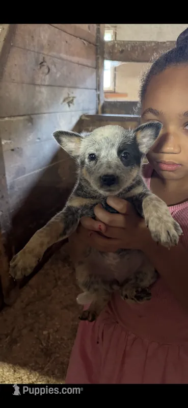 Puppy 7 – Australian Cattle Dog puppy for sale in Middleboro, MA