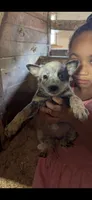 Puppy 7, a female Australian Cattle Dog for sale in Middleboro, MA – 1 of 1