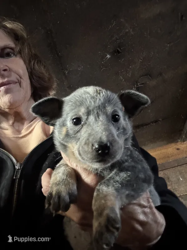 Female Heeler 1 – Australian Cattle Dog puppy for sale in Middleboro, MA