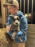 Puppy 1, a female Australian Cattle Dog for sale in Middleboro, MA – Photo 2 of 2