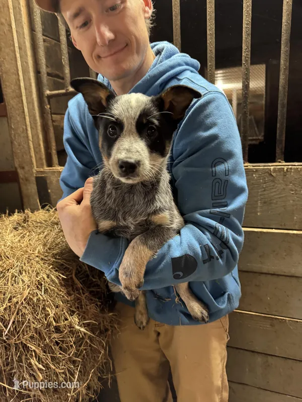Puppy 1 – Australian Cattle Dog puppy for sale in Middleboro, MA