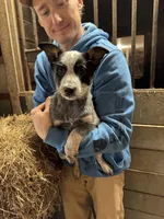 Puppy 1, a female Australian Cattle Dog for sale in Middleboro, MA – Photo 1 of 2