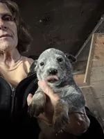 Female Heeler 1, a female Australian Cattle Dog for sale in Middleboro, MA – 5 of 5