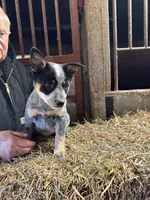 Puppy 2, a female Australian Cattle Dog for sale in Middleboro, MA – Photo 2 of 2