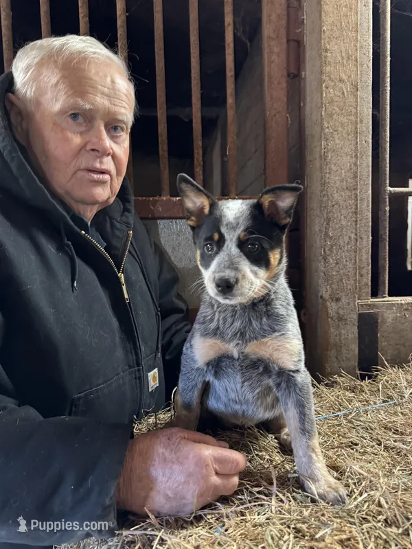 Puppy 2 – Australian Cattle Dog puppy for sale in Middleboro, MA