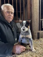 Puppy 2, a female Australian Cattle Dog for sale in Middleboro, MA – Photo 1 of 2