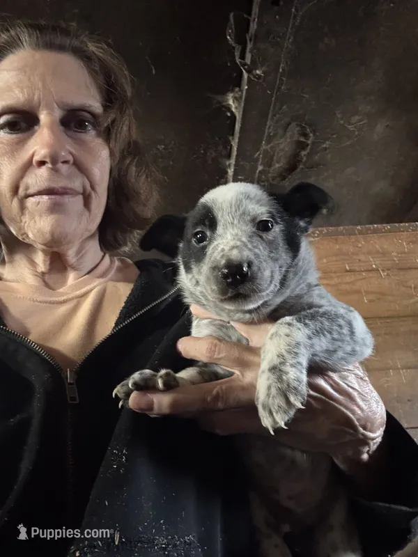 Male Heeler 4 – Australian Cattle Dog puppy for sale in Middleboro, MA