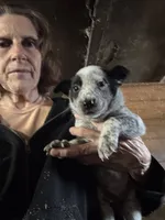 Male Heeler 4, a male Australian Cattle Dog for sale in Middleboro, MA – 2 of 2
