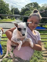 Puppy 4, a female Australian Cattle Dog for sale in Middleboro, MA – 2 of 4