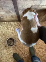 JR Puppy 1, a  Jack Russell Terrier for sale in Middleboro, MA – 2 of 3