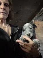 Male Heeler 1, a male Australian Cattle Dog for sale in Middleboro, MA – 1 of 3