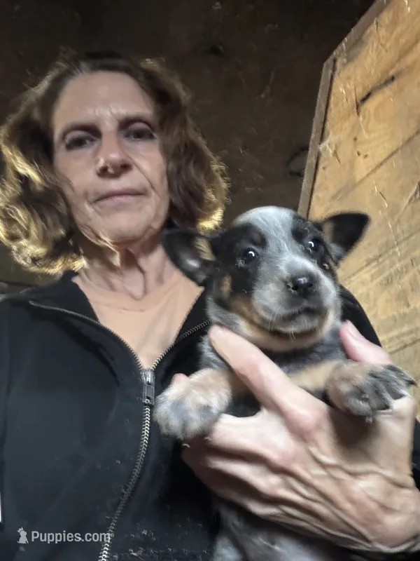 Female Heeler 3 – Australian Cattle Dog puppy for sale in Middleboro, MA