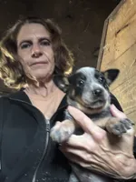 Female Heeler 3, a female Australian Cattle Dog for sale in Middleboro, MA – 1 of 2