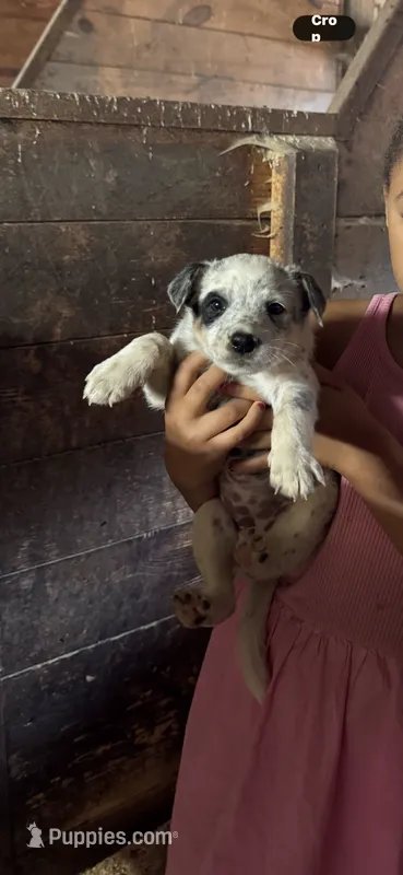 Puppy 4 – Australian Cattle Dog puppy for sale in Middleboro, MA