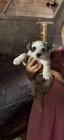 Puppy 4, a female Australian Cattle Dog for sale in Middleboro, MA – 1 of 1