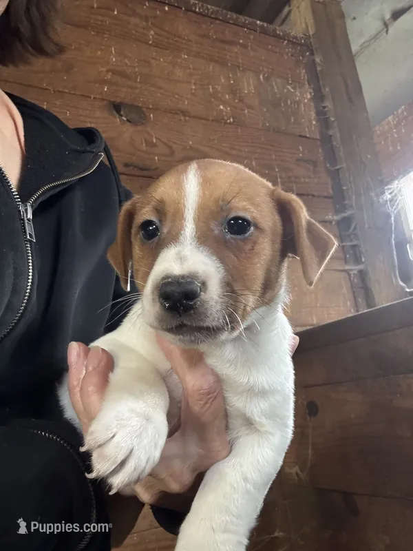 JR Puppy 2 – Jack Russell Terrier puppy for sale in Middleboro, MA