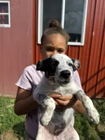 Puppy 5, a female Australian Cattle Dog for sale in Middleboro, MA – 3 of 3