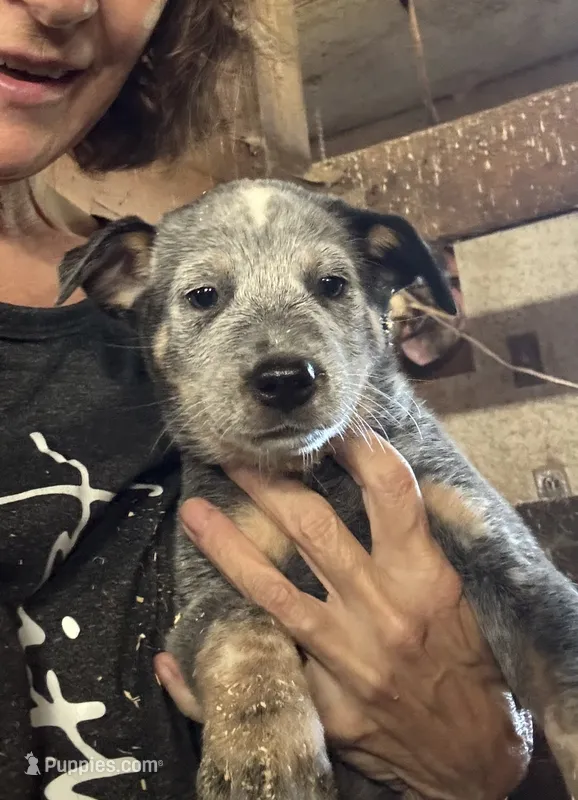 Puppy M2 – Australian Cattle Dog puppy for sale in Middleboro, MA