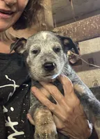 Puppy M2, a male Australian Cattle Dog for sale in Middleboro, MA – 1 of 1
