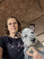 Puppy M1, a male Australian Cattle Dog for sale in Middleboro, MA – 2 of 5