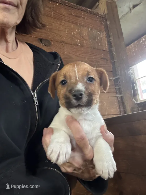JR Puppy 1 – Jack Russell Terrier puppy for sale in Middleboro, MA