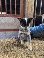 Puppy 4, a female Australian Cattle Dog for sale in Middleboro, MA – Photo 2 of 2