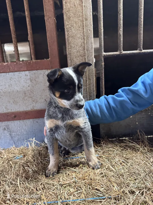 Puppy 4 – Australian Cattle Dog puppy for sale in Middleboro, MA