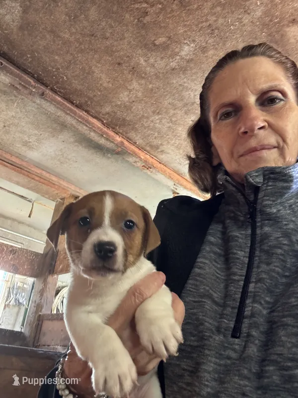 JR Puppy 2 – Jack Russell Terrier puppy for sale in Middleboro, MA
