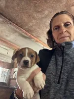 JR Puppy 2, a  Jack Russell Terrier for sale in Middleboro, MA – 1 of 3