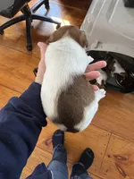 Puppy 2, a female Jack Russell Terrier for sale in Middleboro, MA – Photo 2 of 2