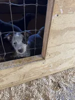 Puppy F1, a female Australian Cattle Dog for sale in Middleboro, MA – 2 of 2