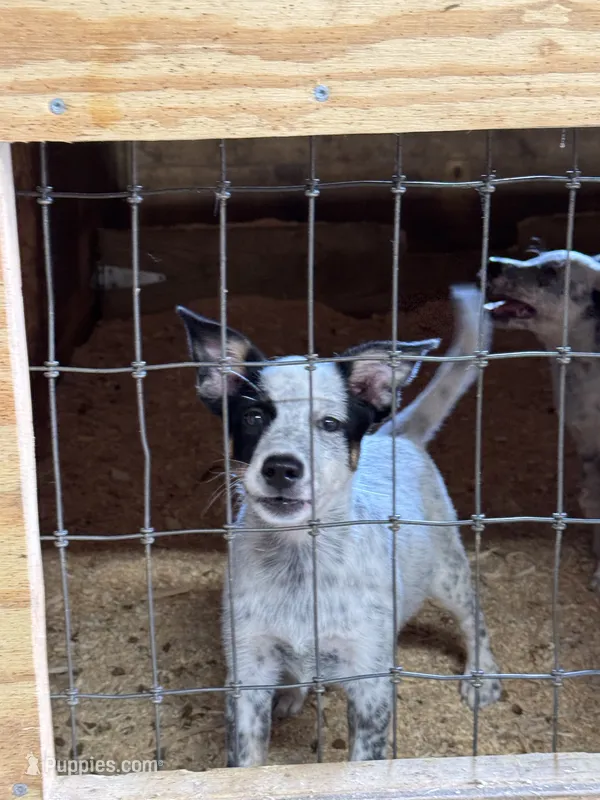 Puppy 5 – Australian Cattle Dog puppy for sale in Middleboro, MA