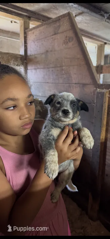 Puppy 2 – Australian Cattle Dog puppy for sale in Middleboro, MA