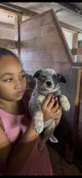 Puppy 2, a male Australian Cattle Dog for sale in Middleboro, MA – 1 of 1