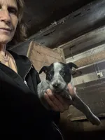 Make Heeler 3, a male Australian Cattle Dog for sale in Middleboro, MA – 2 of 3