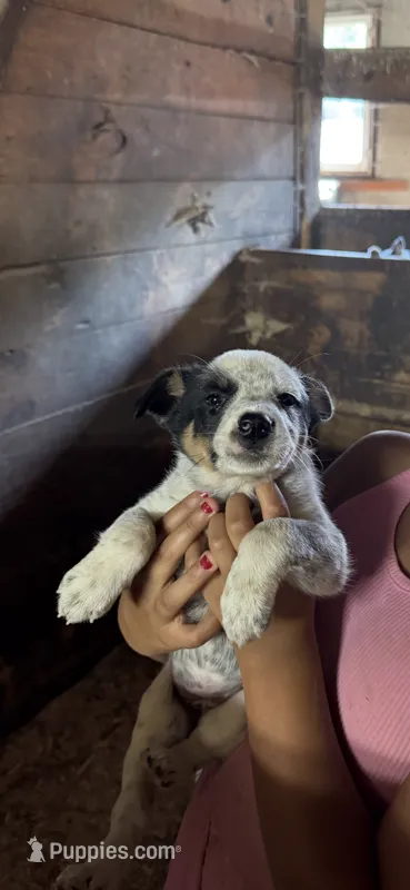 Puppy 5 – Australian Cattle Dog puppy for sale in Middleboro, MA