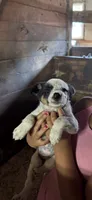 Puppy 5, a female Australian Cattle Dog for sale in Middleboro, MA – 1 of 1
