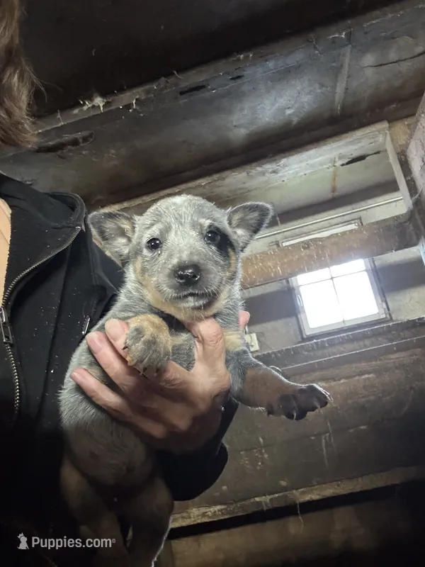 Female Heeler 2 – Australian Cattle Dog puppy for sale in Middleboro, MA