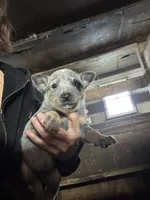 Female Heeler 2, a female Australian Cattle Dog for sale in Middleboro, MA – 1 of 3