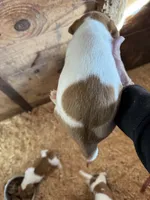 JR Puppy 2, a  Jack Russell Terrier for sale in Middleboro, MA – 3 of 3