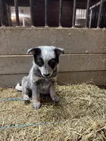 Puppy, a female Australian Cattle Dog for sale in Middleboro, MA – Photo 2 of 4