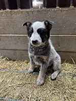 Puppy, a female Australian Cattle Dog for sale in Middleboro, MA – Photo 4 of 4