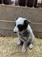 Puppy, a female Australian Cattle Dog for sale in Middleboro, MA – Photo 3 of 4