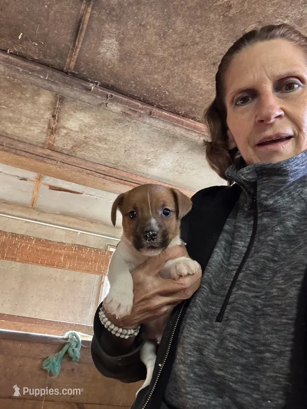 JR Puppy 1 – Jack Russell Terrier puppy for sale in Middleboro, MA