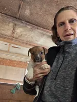 JR Puppy 1, a  Jack Russell Terrier for sale in Middleboro, MA – 1 of 3
